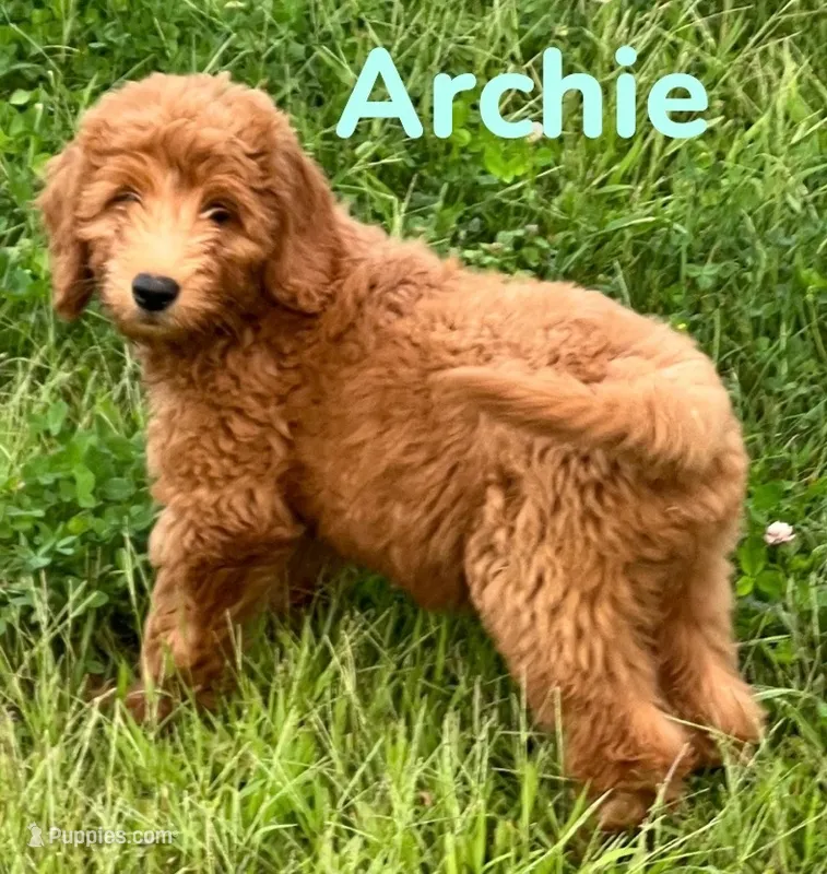 Archie – Miniature Goldendoodle puppy for sale in Rochester, NY