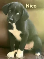 Nico, a male Australian Shepherd and Pomsky for sale in Rochester, NY – 3 of 5