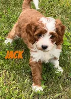 Jack , a male Cavapoo for sale in Rochester, NY – 9 of 10