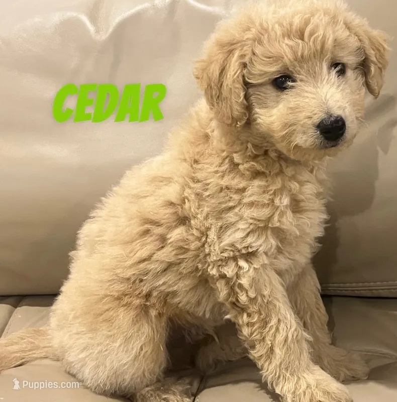 Cedar – Miniature Bernedoodle, Miniature Labradoodle puppy for sale in Rochester, NY
