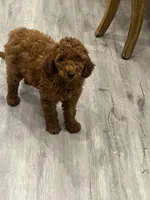 Chia, a female Miniature Goldendoodle for sale in Rochester, NY – 7 of 10