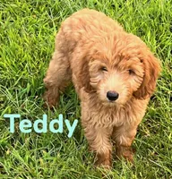 Teddy, a male Miniature Goldendoodle for sale in Rochester, NY – 8 of 10
