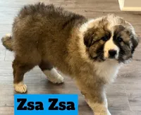 Zsa Zsa, a female Great Pyrenees for sale in Rochester, NY – 4 of 8