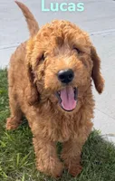 Lucus, a male Miniature Goldendoodle for sale in Rochester, NY – 2 of 6