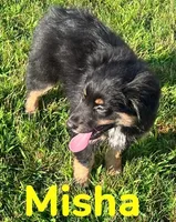 Misha, a female Australian Shepherd for sale in Rochester, NY – 2 of 7