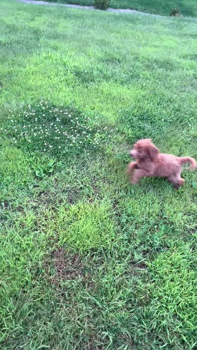 Archie, a male Miniature Goldendoodle for sale in Rochester, NY – 7 of 7