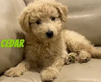 Cedar, a male Miniature Bernedoodle and Miniature Labradoodle for sale in Rochester, NY – 7 of 10