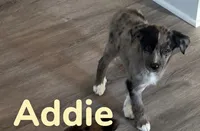 Addie, a female Australian Shepherd and Pomsky for sale in Rochester, NY – 5 of 7