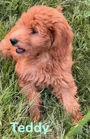 Teddy, a male Miniature Goldendoodle for sale in Rochester, NY – 5 of 10