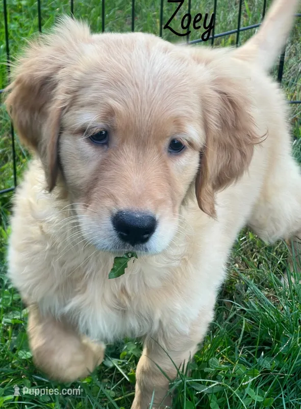Zoey – Golden Retriever puppy for sale in Rochester, NY