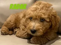 Radar, a male Miniature Labradoodle for sale in Rochester, NY – 4 of 8