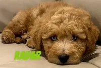 Radar, a male Miniature Labradoodle for sale in Rochester, NY – 6 of 8