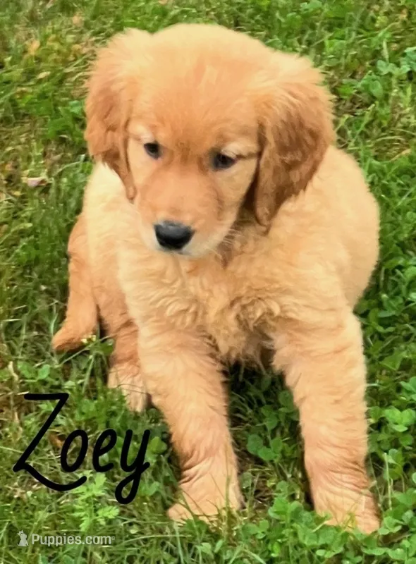 Zoey – Golden Retriever puppy for sale in Rochester, NY