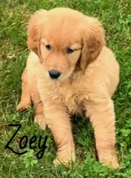 Zoey, a female Golden Retriever for sale in Rochester, NY – 1 of 8