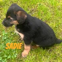 Sadie, a female German Shepherd Dog and Labrador Retriever for sale in Rochester, NY – 2 of 7