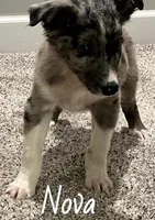 Nova , a female Australian Shepherd for sale in Rochester, NY – 3 of 3