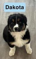 Drake, a male Australian Shepherd for sale in Rochester, NY – 3 of 7