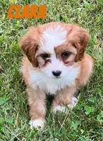 Clara, a female Cavapoo for sale in Rochester, NY – 3 of 6