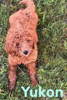 Yukon, a male Miniature Goldendoodle for sale in Rochester, NY – 2 of 9