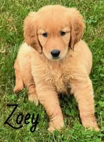 Zoey, a female Golden Retriever for sale in Rochester, NY – 4 of 8