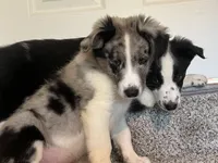 Mello, a male Miniature Australian Shepherd for sale in Rochester, NY – 2 of 6