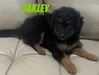 Oakley, a male Miniature Bernedoodle and Miniature Labradoodle for sale in Rochester, NY – 4 of 6
