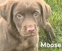 Moose, a male Labrador Retriever for sale in Rochester, NY – 3 of 9