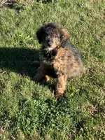 Mila, a female Miniature Bernedoodle for sale in Rochester, NY – 6 of 8