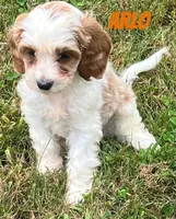 Arlo, a male Cavapoo for sale in Rochester, NY – 4 of 9