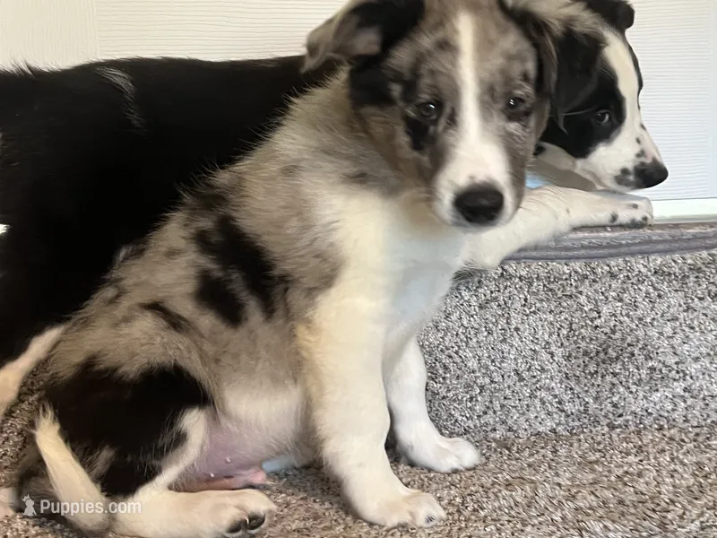 Mello – Miniature Australian Shepherd puppy for sale in Rochester, NY