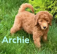 Archie, a male Miniature Goldendoodle for sale in Rochester, NY – 5 of 7
