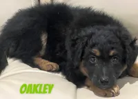 Oakley, a male Miniature Bernedoodle and Miniature Labradoodle for sale in Rochester, NY – 5 of 6