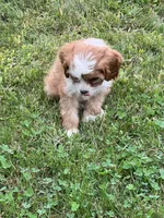Clara, a female Cavapoo for sale in Rochester, NY – 5 of 6