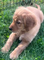 Stella, a female Golden Retriever for sale in Rochester, NY – 3 of 8