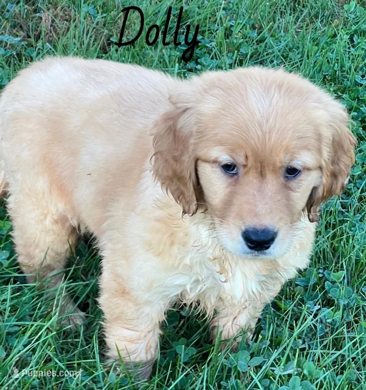 Dolly – Golden Retriever puppy for sale in Rochester, NY