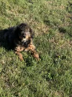 Mila, a female Miniature Bernedoodle for sale in Rochester, NY – 7 of 8
