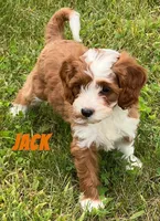 Jack , a male Cavapoo for sale in Rochester, NY – 4 of 10