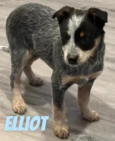 Elliot, a male Australian Cattle Dog for sale in Rochester, NY – Photo 6 of 7