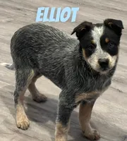 Elliot, a male Australian Cattle Dog for sale in Rochester, NY – Photo 7 of 7
