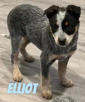 Elliot, a male Australian Cattle Dog for sale in Rochester, NY – Photo 4 of 7