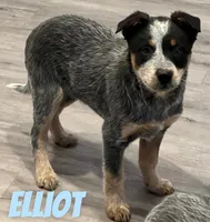 Elliot, a male Australian Cattle Dog for sale in Rochester, NY – Photo 3 of 7