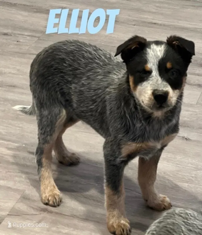 Elliot, a male Australian Cattle Dog for sale in Rochester, NY – Photo 1 of 7