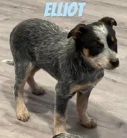 Elliot, a male Australian Cattle Dog for sale in Rochester, NY – Photo 5 of 7