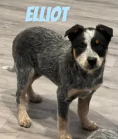 Elliot, a male Australian Cattle Dog for sale in Rochester, NY – Photo 2 of 7