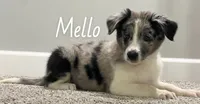 Mello, a male Australian Shepherd for sale in Rochester, NY – 3 of 4