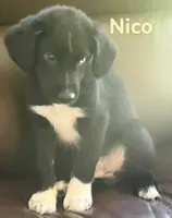 Nico, a male Australian Shepherd and Pomsky for sale in Rochester, NY – 5 of 5