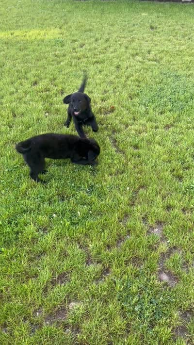Goliath, a male Golden Retriever and Labrador Retriever for sale in Rochester, NY – 6 of 6