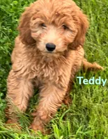 Teddy, a male Miniature Goldendoodle for sale in Rochester, NY – 10 of 10