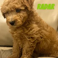 Radar, a male Miniature Labradoodle for sale in Rochester, NY – 3 of 8