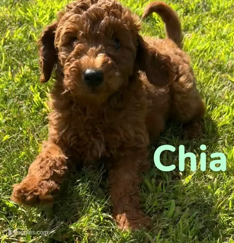 Chia – Miniature Goldendoodle puppy for sale in Rochester, NY